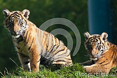 Tiger cubs