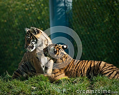 Tiger cubs