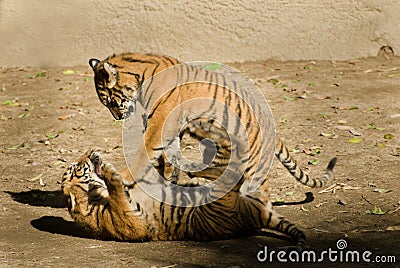 Tiger cubs playing