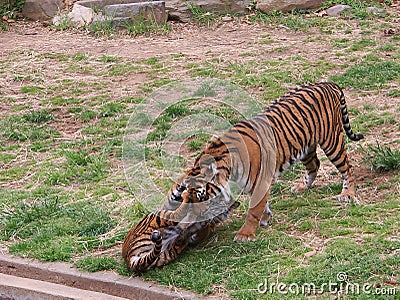 Tiger cubs are playing in a zoo