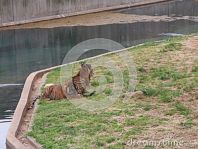 Tiger cubs are playing in a zoo