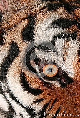 Tiger eye