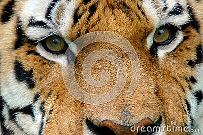 Tiger eyes