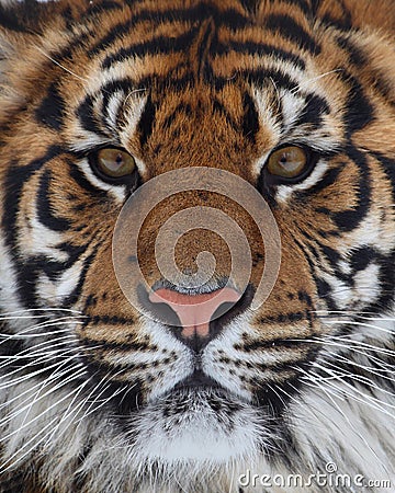 Tiger face