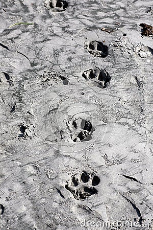Tiger foot prints