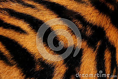 Tiger fur