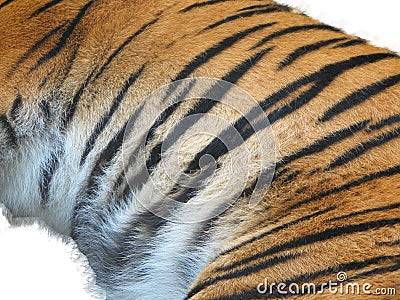 Tiger fur