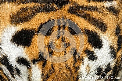 Tiger fur texture (real)