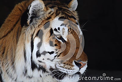 Tiger head