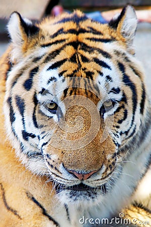 Tiger head