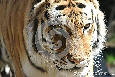 Tiger Head Shot