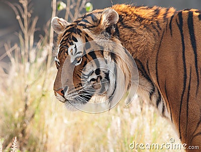 Tiger head from side