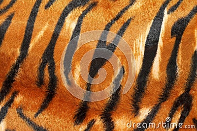 Tiger hide