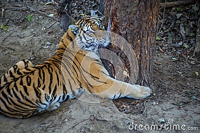 Tiger is hugging a tree