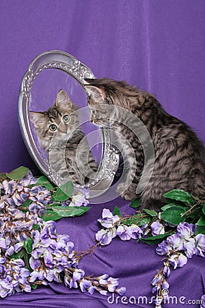 Tiger Kitten looking into Mirror