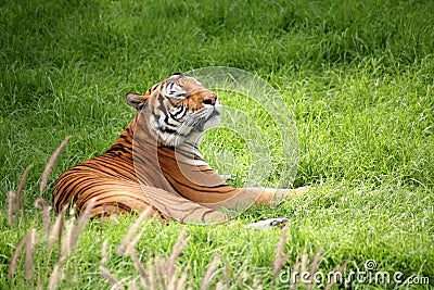 Tiger laying down