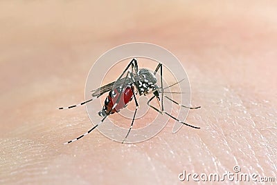 Tiger mosquito biting human skin