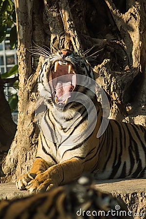 Tiger open mouth