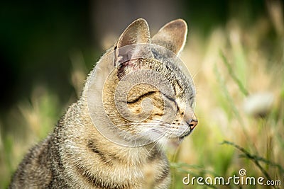 Tiger patterned stray cat sitting in the grass and posing to the