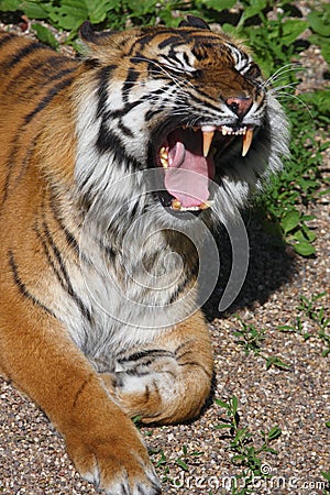 Tiger Roar