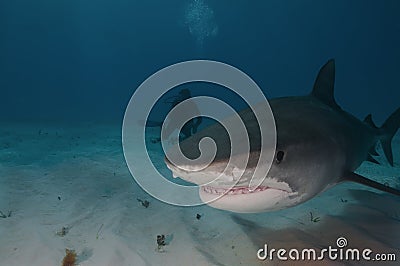 Tiger Shark