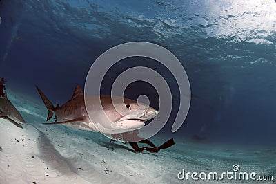 Tiger Shark