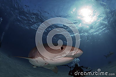 Tiger Shark