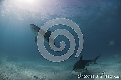 Tiger shark escapade