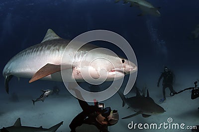 Tiger Shark