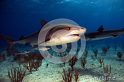 Tiger Sharks