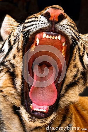 Tiger Showing His Teeth