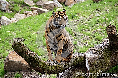 Tiger sitting on tree branch