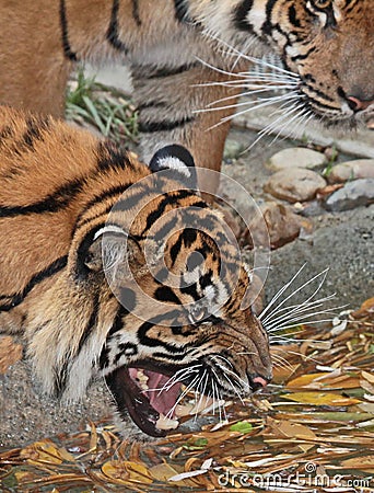 Tiger Snarl