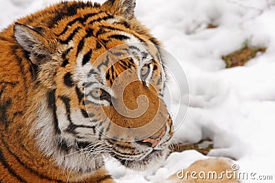 Tiger in the snow