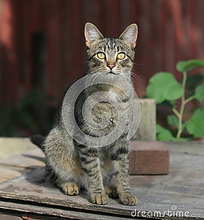 Tiger stripe cat