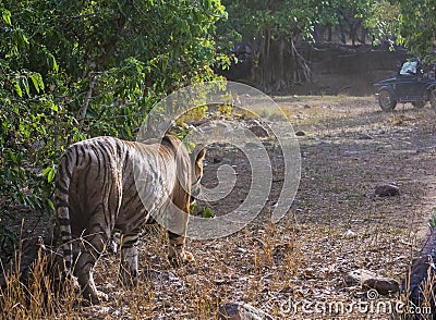 Tiger sultan walking away
