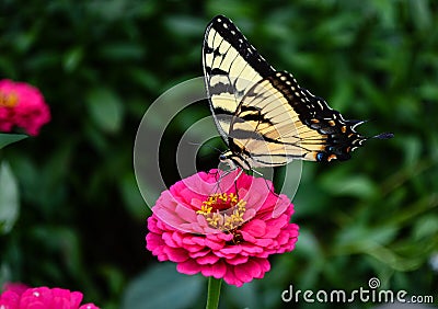 Tiger Swallowtail Butterfly feeding on Flower