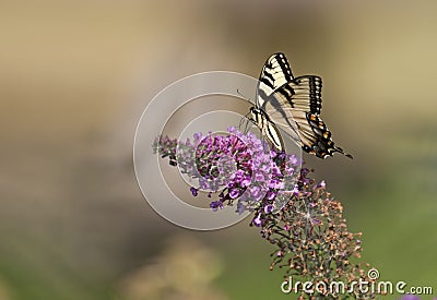 Tiger Swallowtail Butterfly