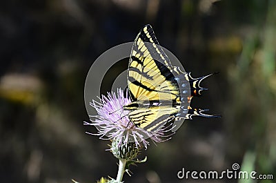 Tiger Swallowtail on Thistle