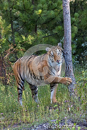 Tiger in the Woods