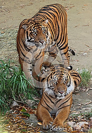 Tigers