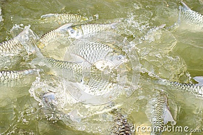 Tilapia fish eating food.