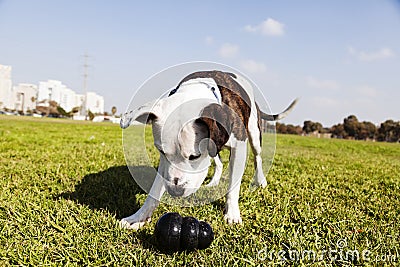 pitbull chew