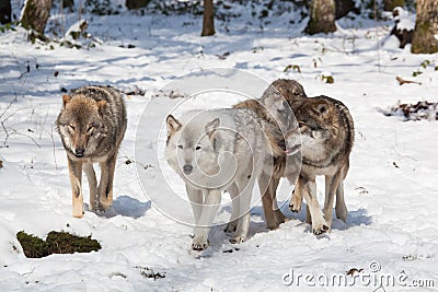 Timber wolf pack in winter forest