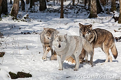 Timber wolf pack in winter forest