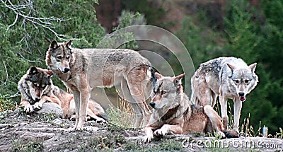 Timber Wolves