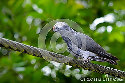 Timneh Grey Parrot (Psittacus timneh)