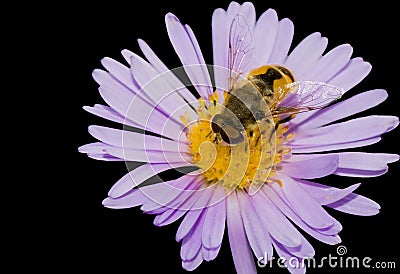 Tinny cute fly sitting on a flower