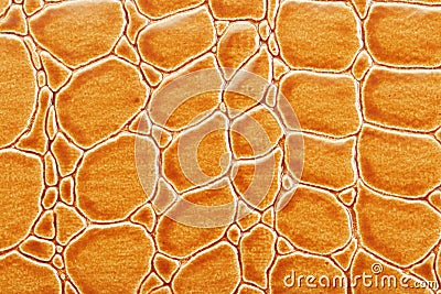 Tint Orange Crocodile Skin Texture