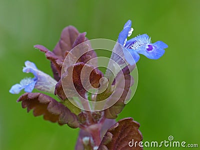 Tiny Blue Flowers, Maroon Leaves